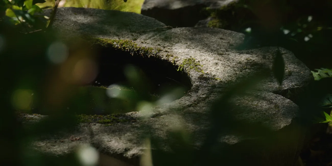 A weathered stone water basin in the Garden, moss along its rim, seen through leaves.